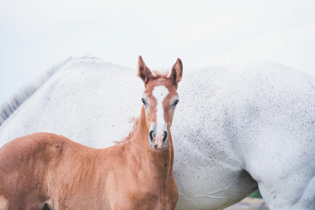 Feeding a pregnant mare