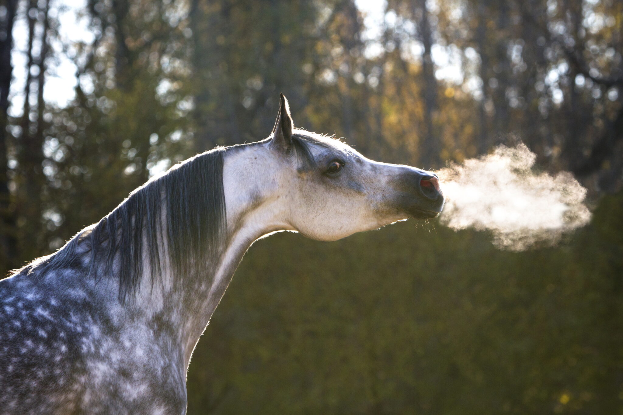 животные дышащие воздухом. дельфины дыхало. пума в траве. воздух и его охрана 3 класс окружающий мир. дыхание лошади.