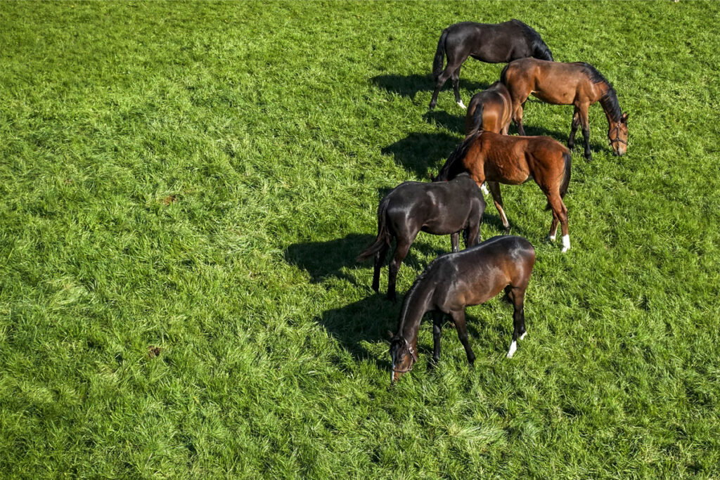 Wie viel Raufutter benötigt mein Pferd