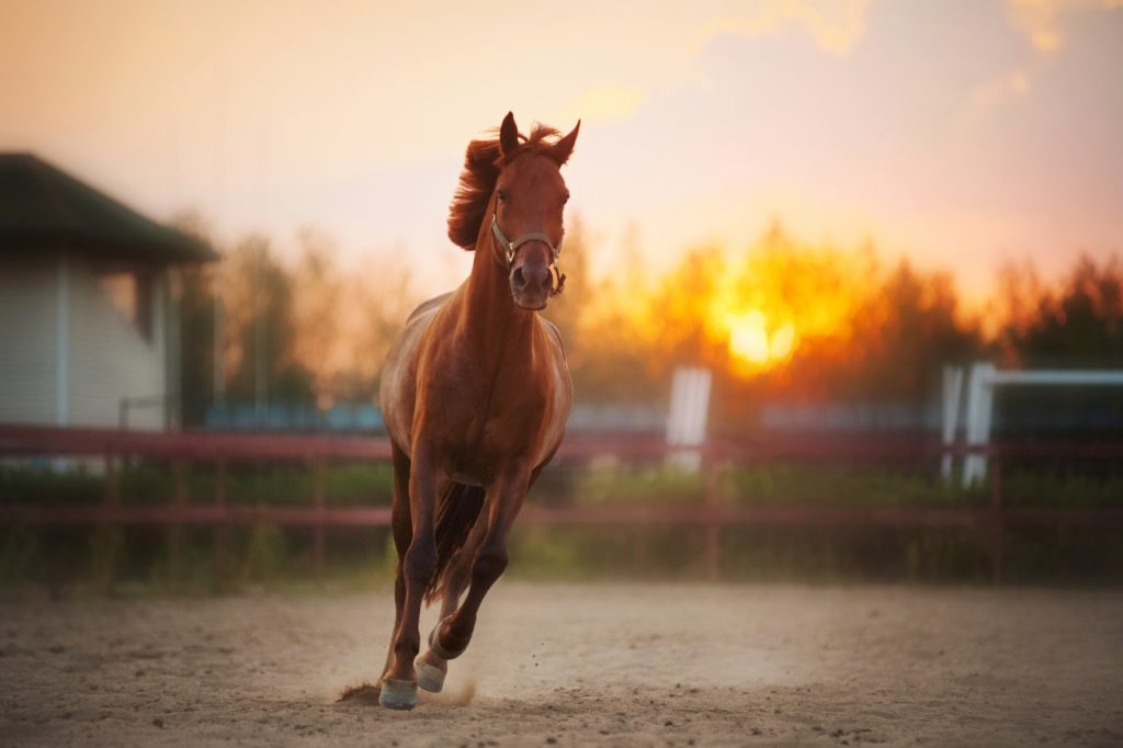 Gratis webinar: hoefproblemen? Laat je paard er niet mee rondlopen!