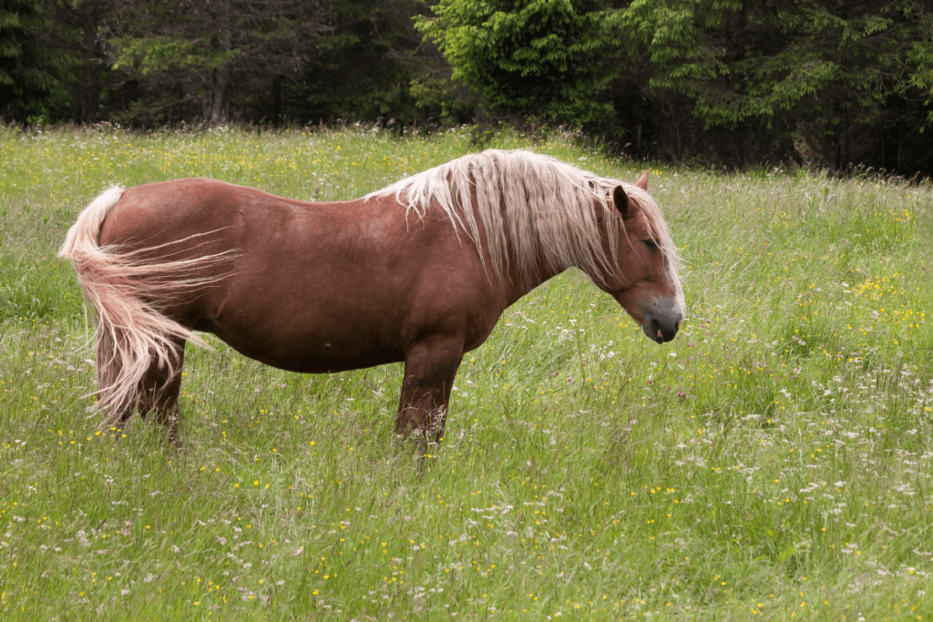 All about nutrition and laminitis  