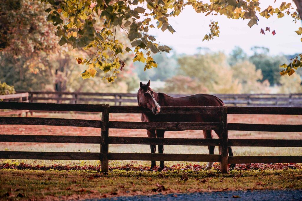 Feeding tips for the ulcer sensitive horse