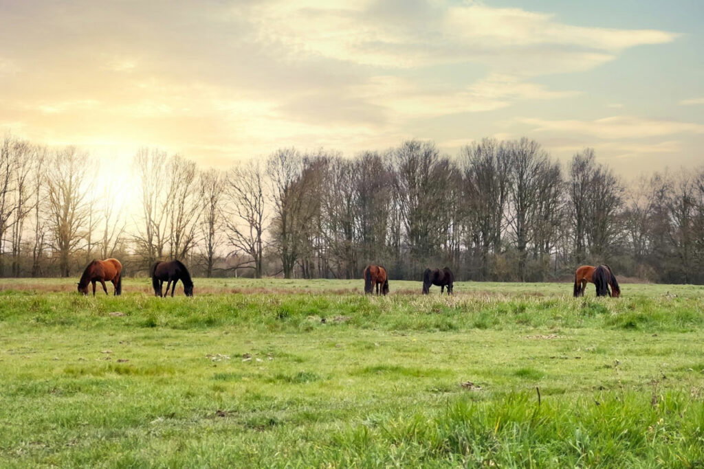 Dit zijn de meest gestelde vragen over suiker bij paarden