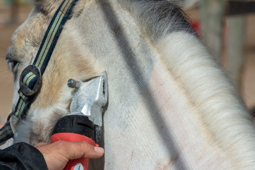 Top 5 tips voor het scheren van jouw paard