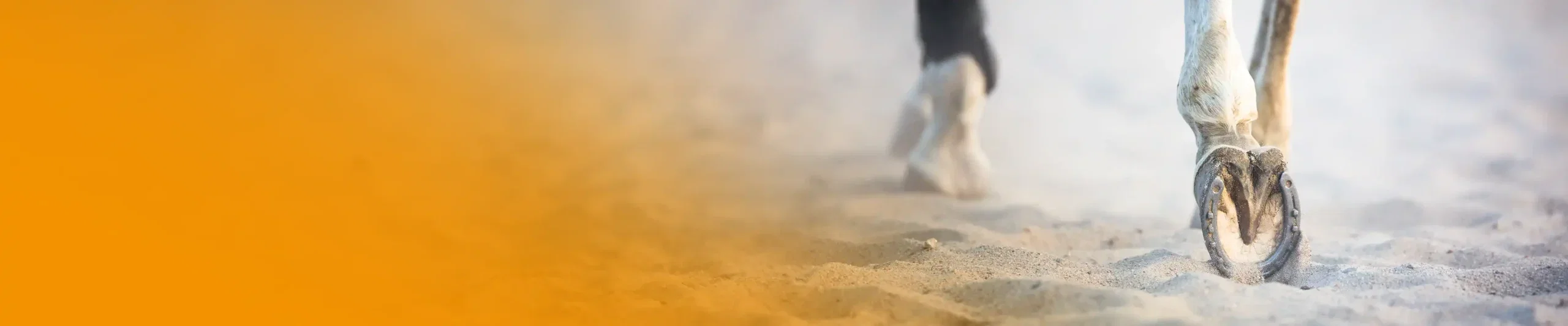 Gewrichten, pezen en ligamenten