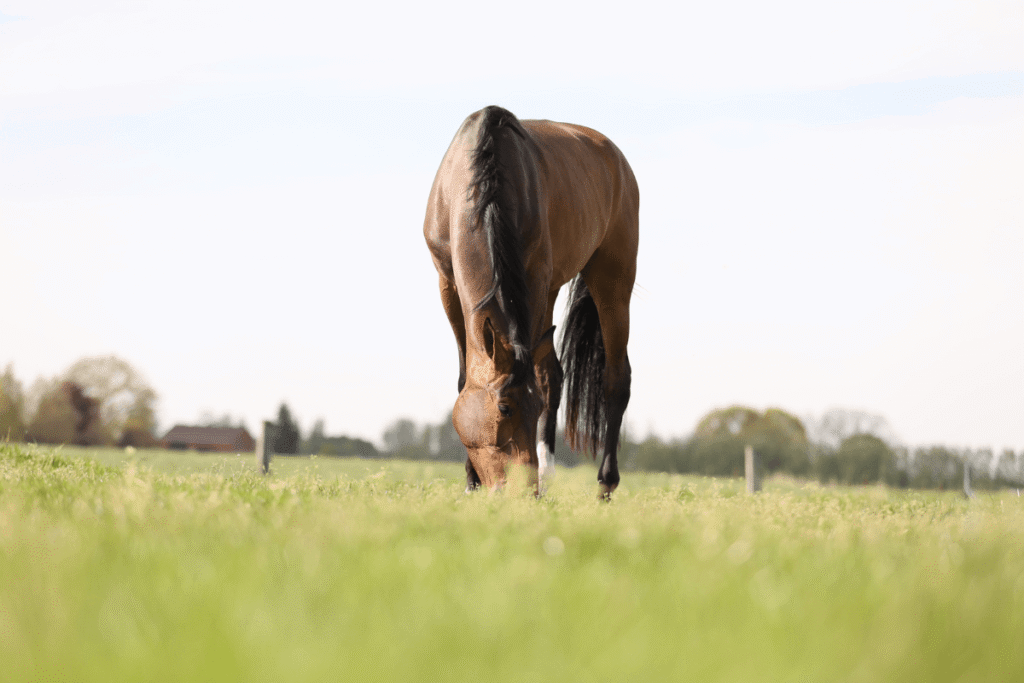 Un équilibre parfait entre le plus et le moins : pourquoi chaque cheval a besoin de plus que du fourrage