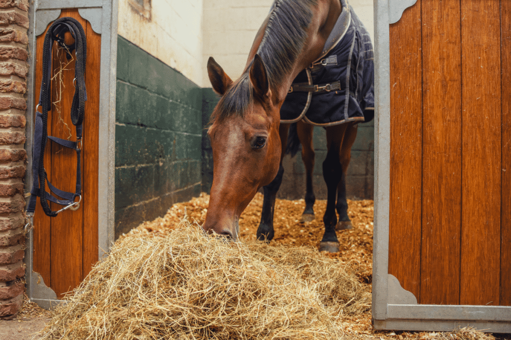 Jouw daily scoop of happiness: de kracht van de juiste voeding voor je paard