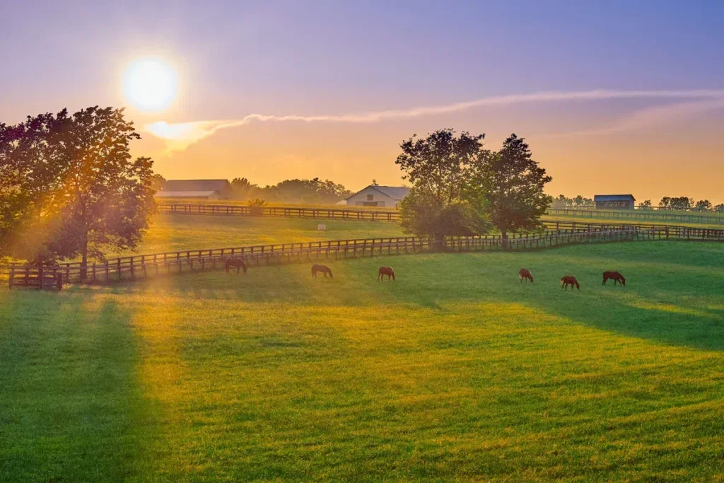 Different types of forage