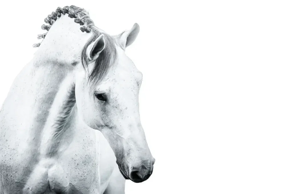 Whiter than white: washing your grey horse
