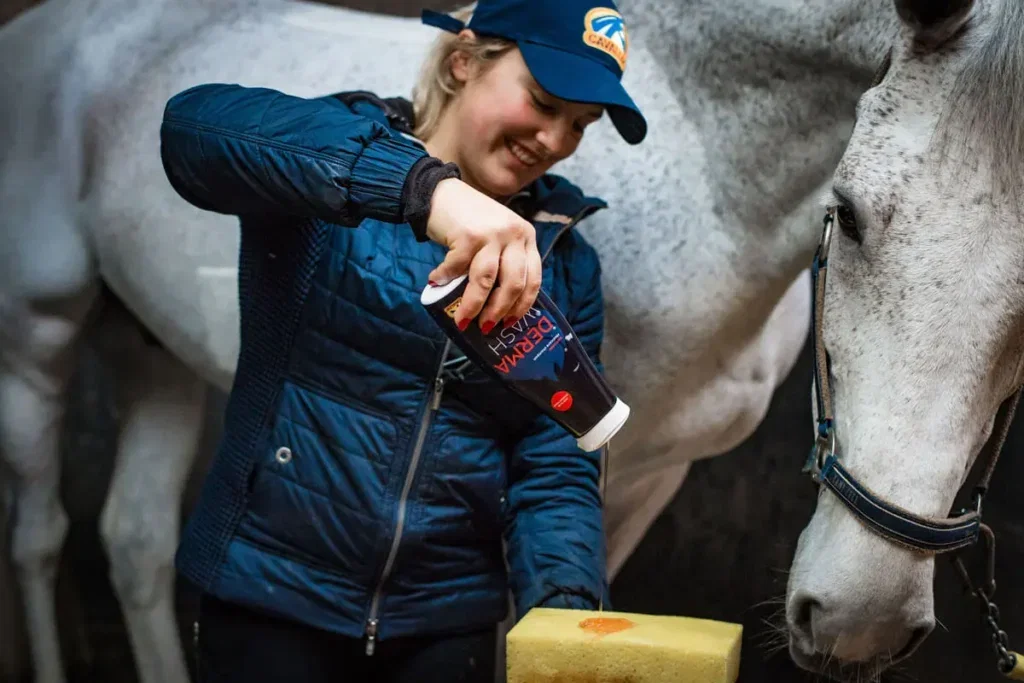 How to treat horses with small wounds?