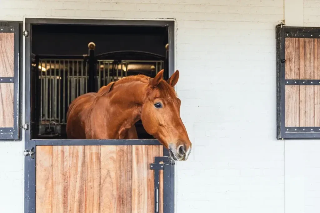 My horse has ulcers. Should I use Gastro Aid or omeprazole?